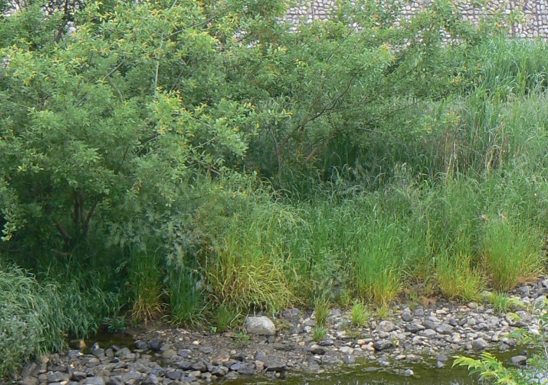 中州のヤナギ 2021年5月15日 5時40分頃 気温18度